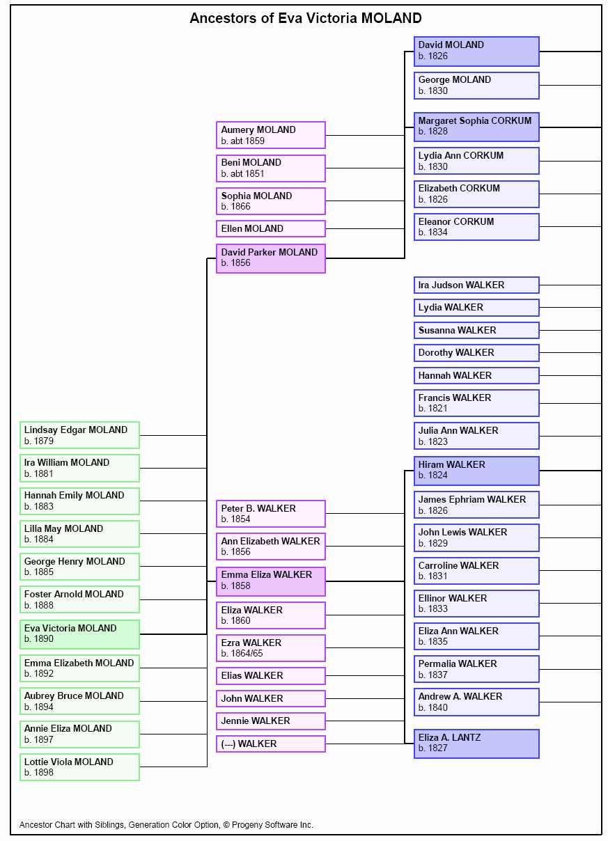 Family Tree Template with Siblings Best Of Legacy Family Tree Genealogy software Descendant Right